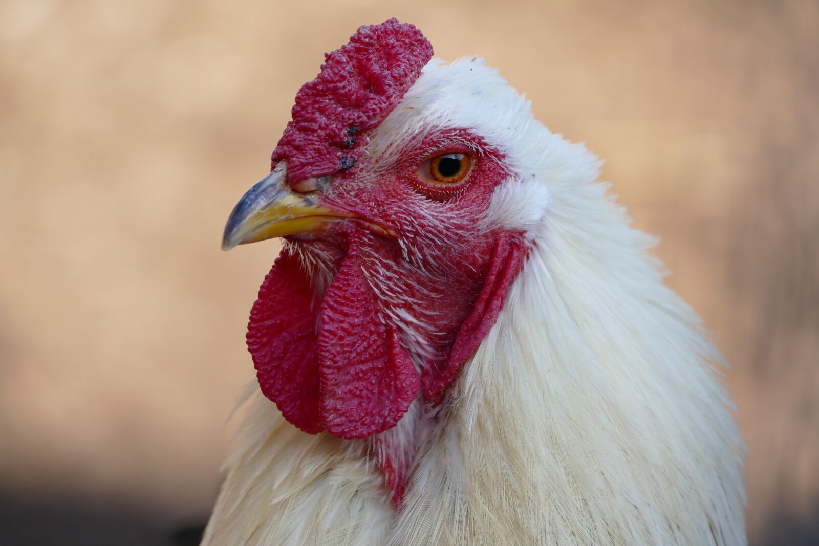 Panasonic Lumix DMC-FZ1000 sample photo. Hahn, chicken, bird photography