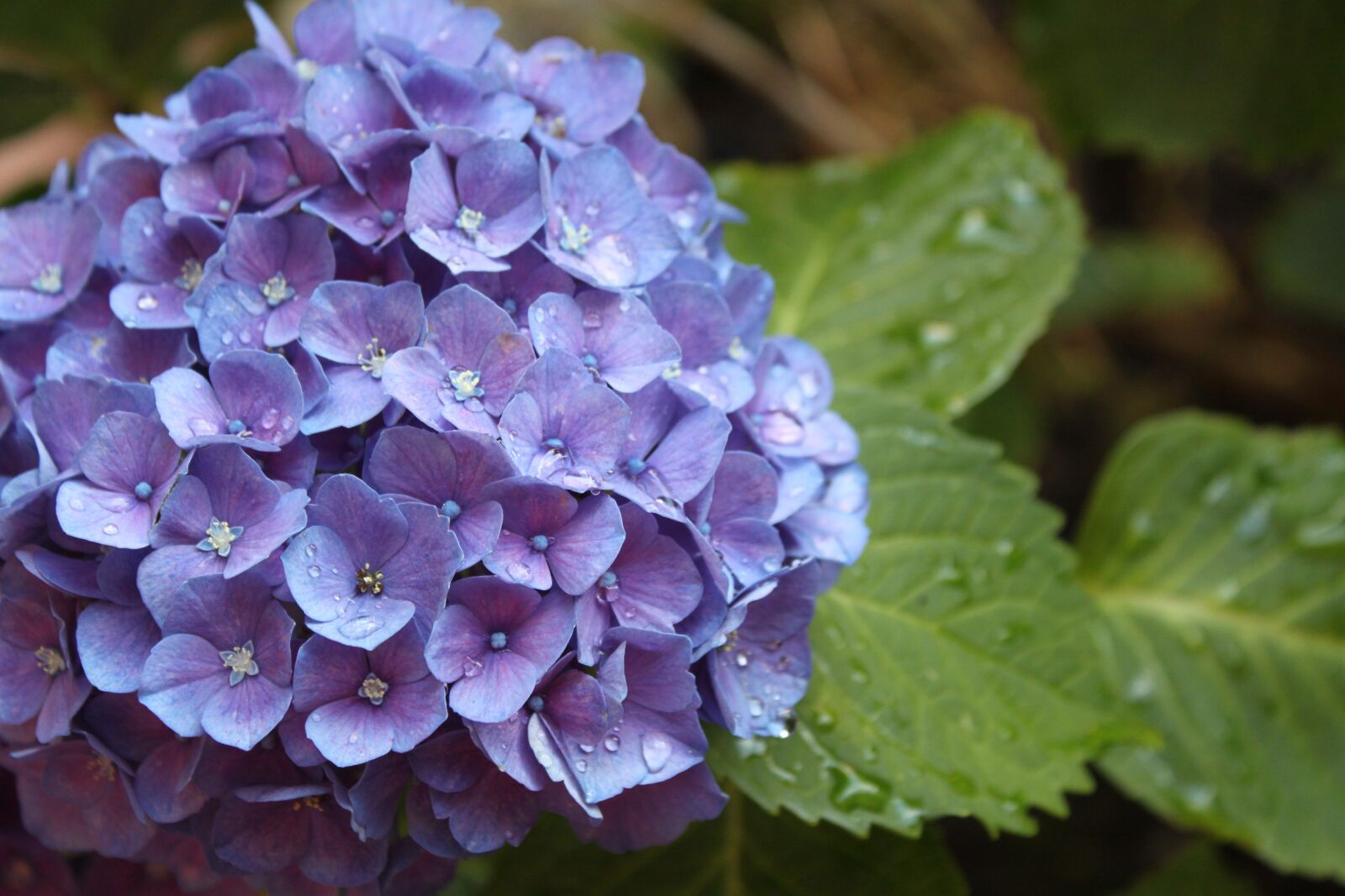 Canon EOS 500D (EOS Rebel T1i / EOS Kiss X3) sample photo. Flower, hydrangeas, summer photography