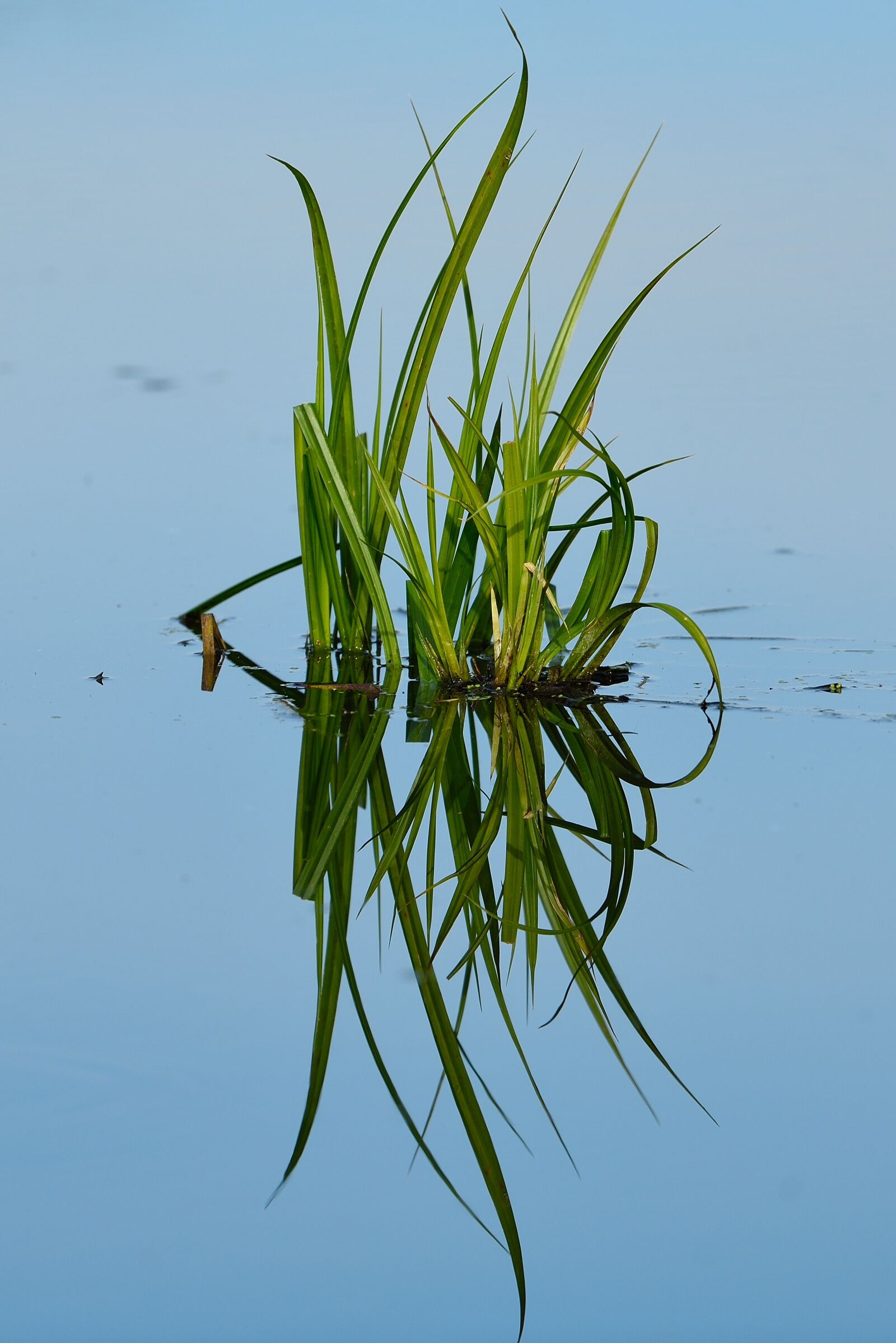 Nikon D750 sample photo. Pond, grass, green photography