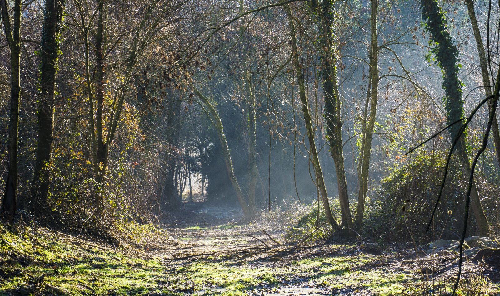 Sony E 16-50mm F3.5-5.6 PZ OSS sample photo. Forest, nature, wood photography
