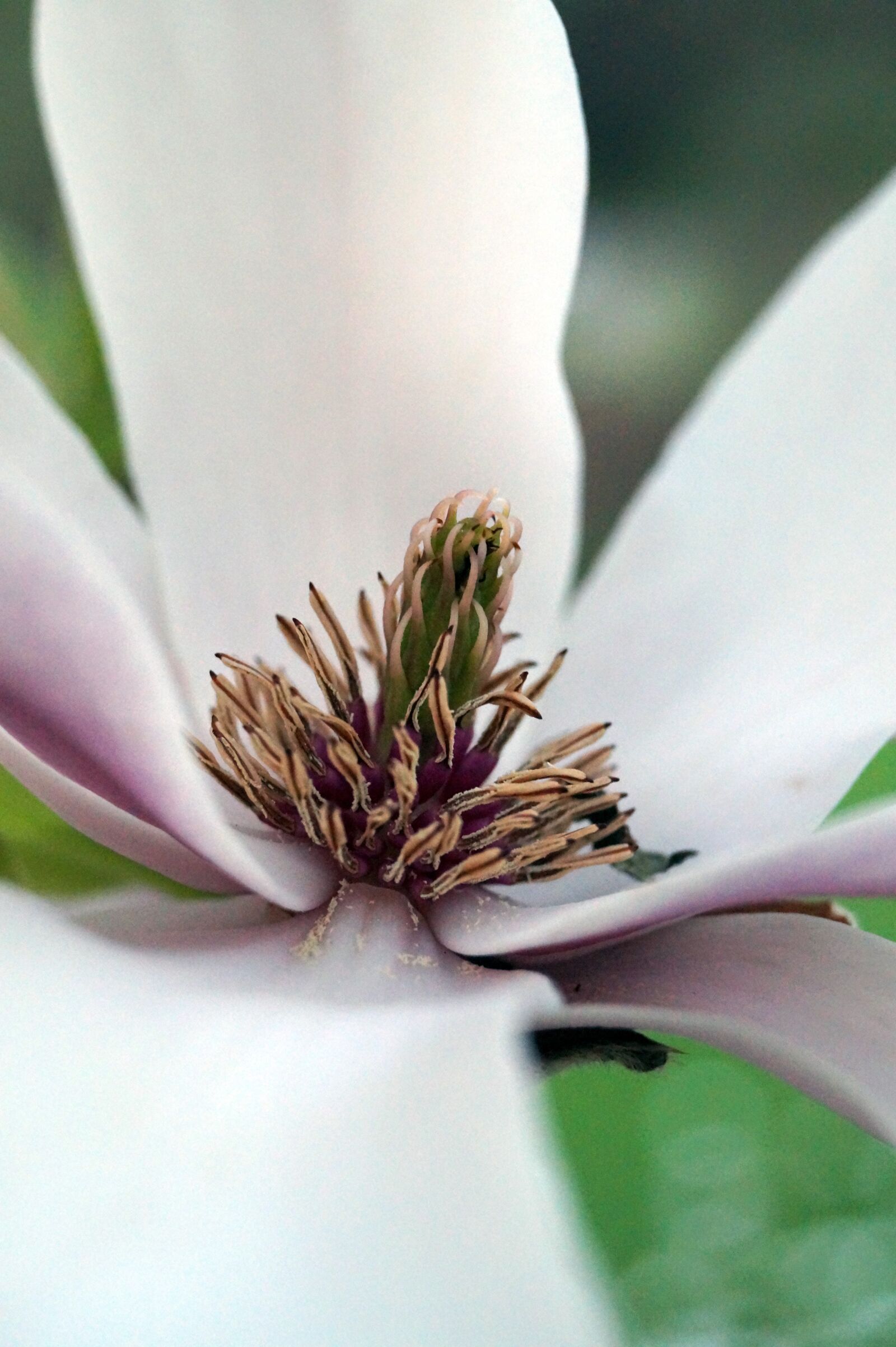 Sony DT 18-55mm F3.5-5.6 SAM II sample photo. Nature, leaf, flower photography