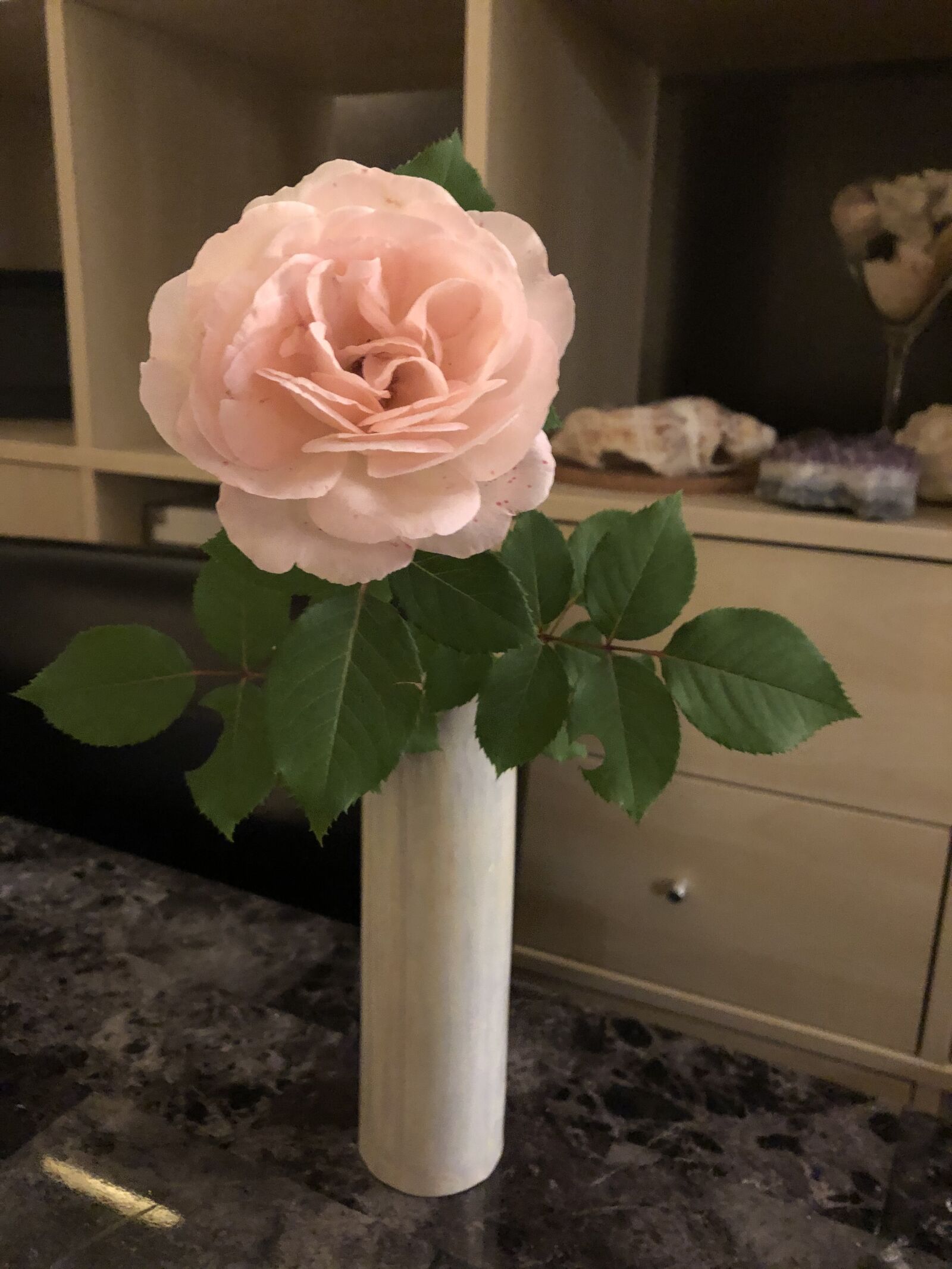 iPhone 8 back camera 3.99mm f/1.8 sample photo. Rose, simple beauty, flower photography