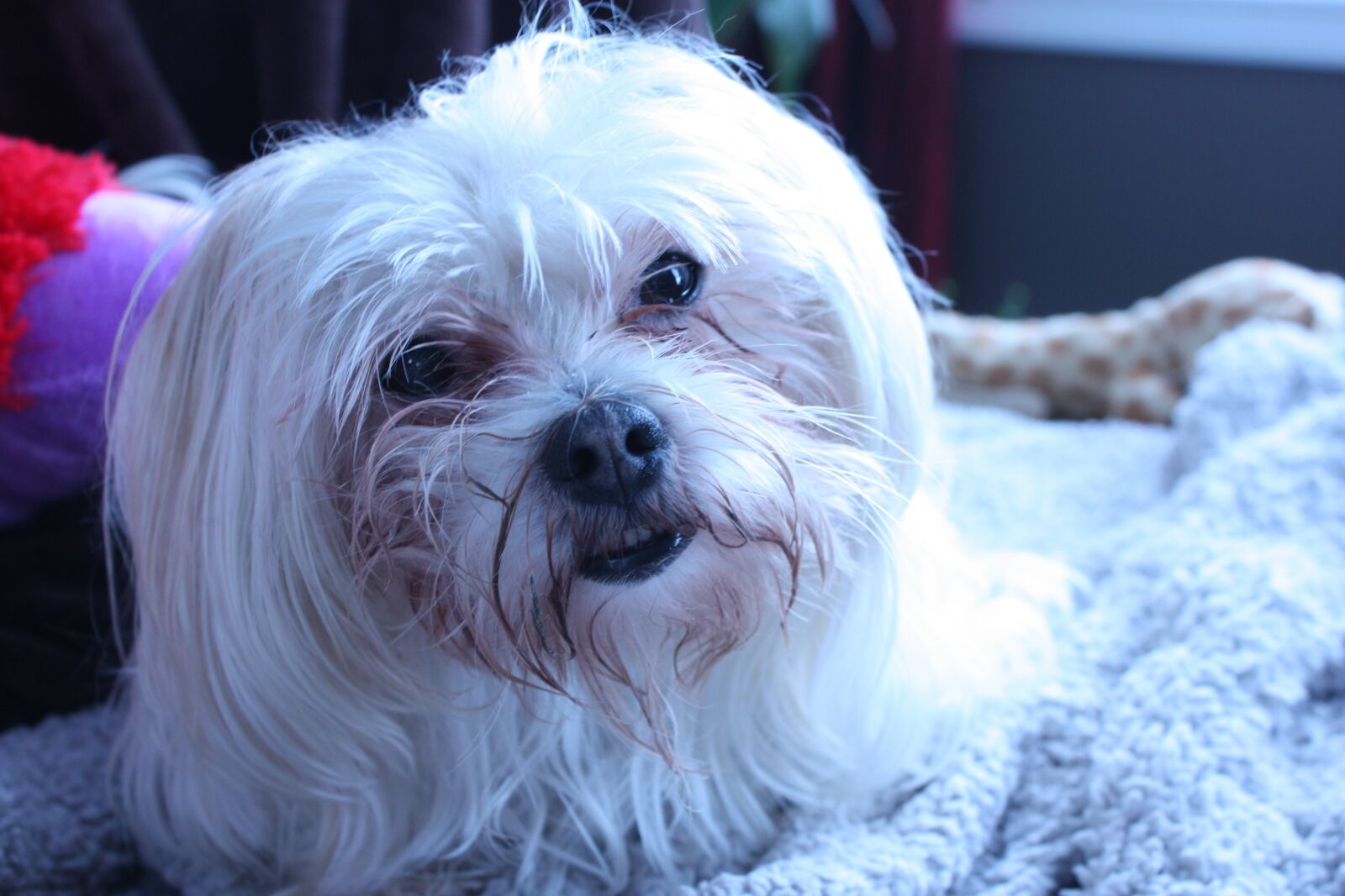 Canon EOS 450D (EOS Rebel XSi / EOS Kiss X2) sample photo. Happy dog, pet, dog photography