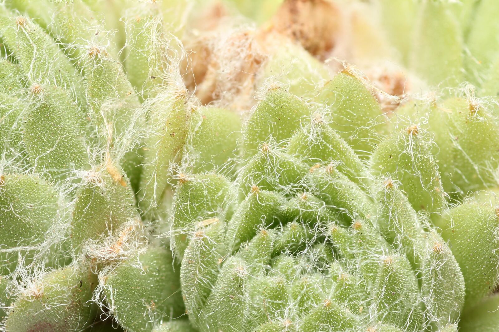 Canon EOS 60D sample photo. Plant, spur, round photography