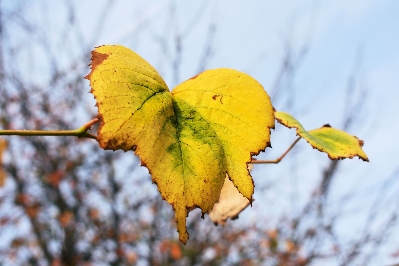 Nikon D3400 sample photo. Autumn, leaf, yellow photography