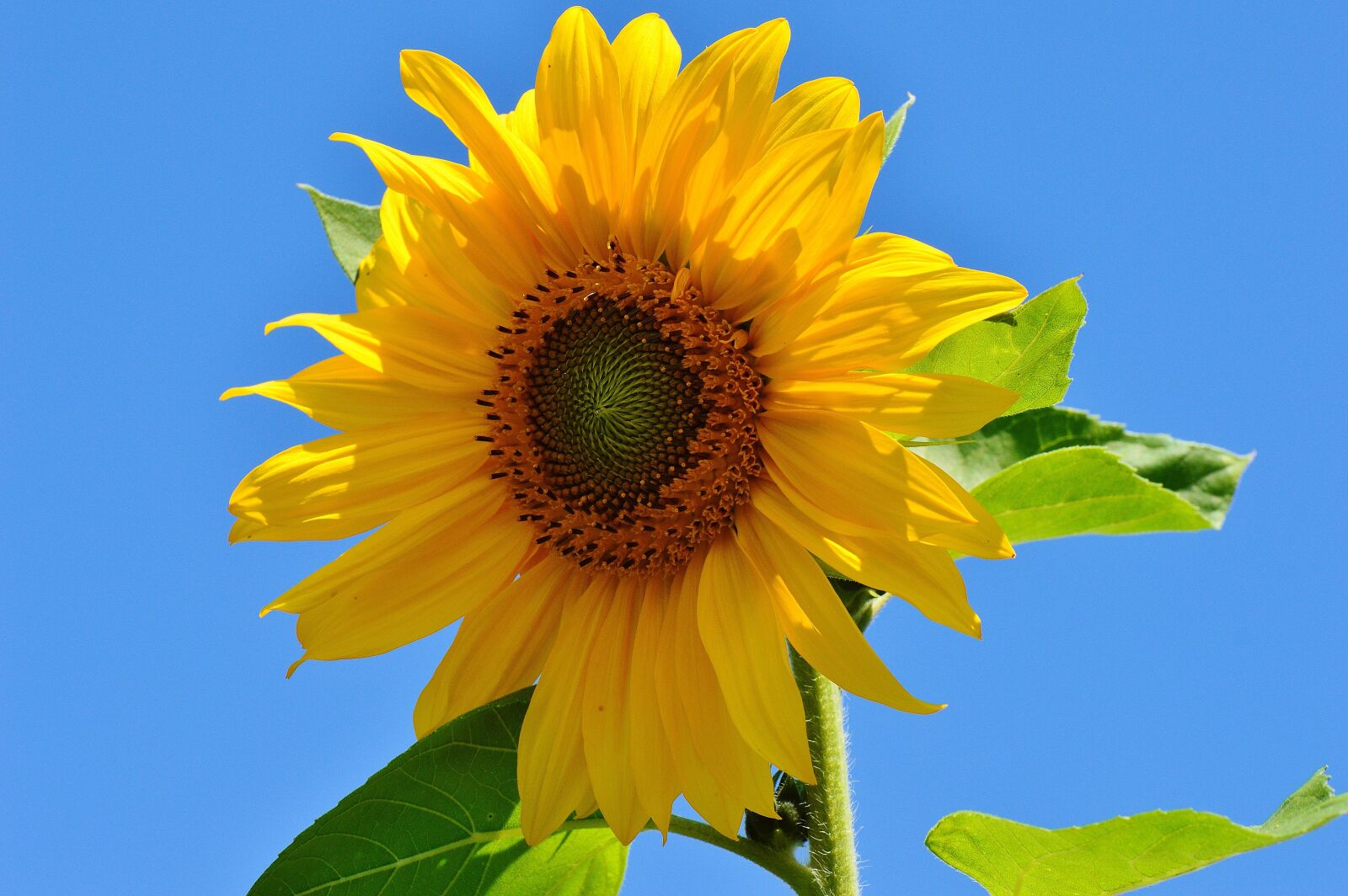 Nikon D3200 sample photo. Sunflower, summer, garden photography