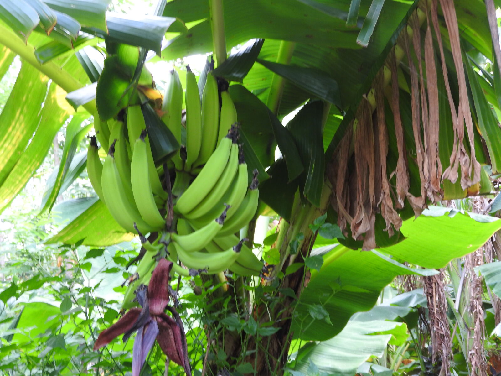 Nikon Coolpix P610 sample photo. Banana, banana, trees, isla photography