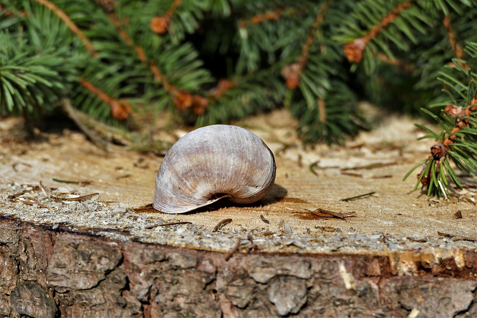 Panasonic Lumix DMC-FZ1000 sample photo. Shell, close up, log photography