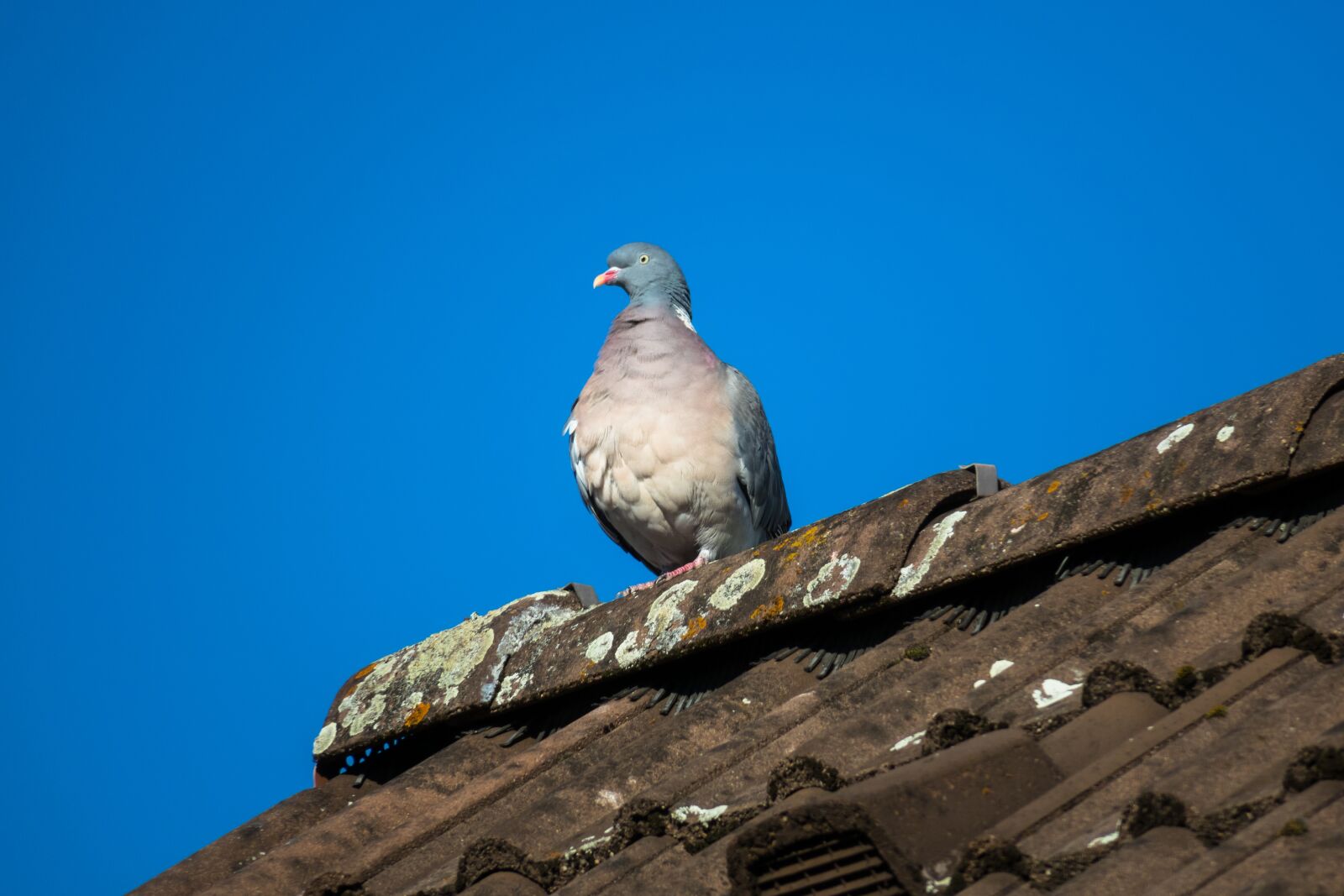 Canon PowerShot G3 X sample photo. Dove, ringdove, majestic photography