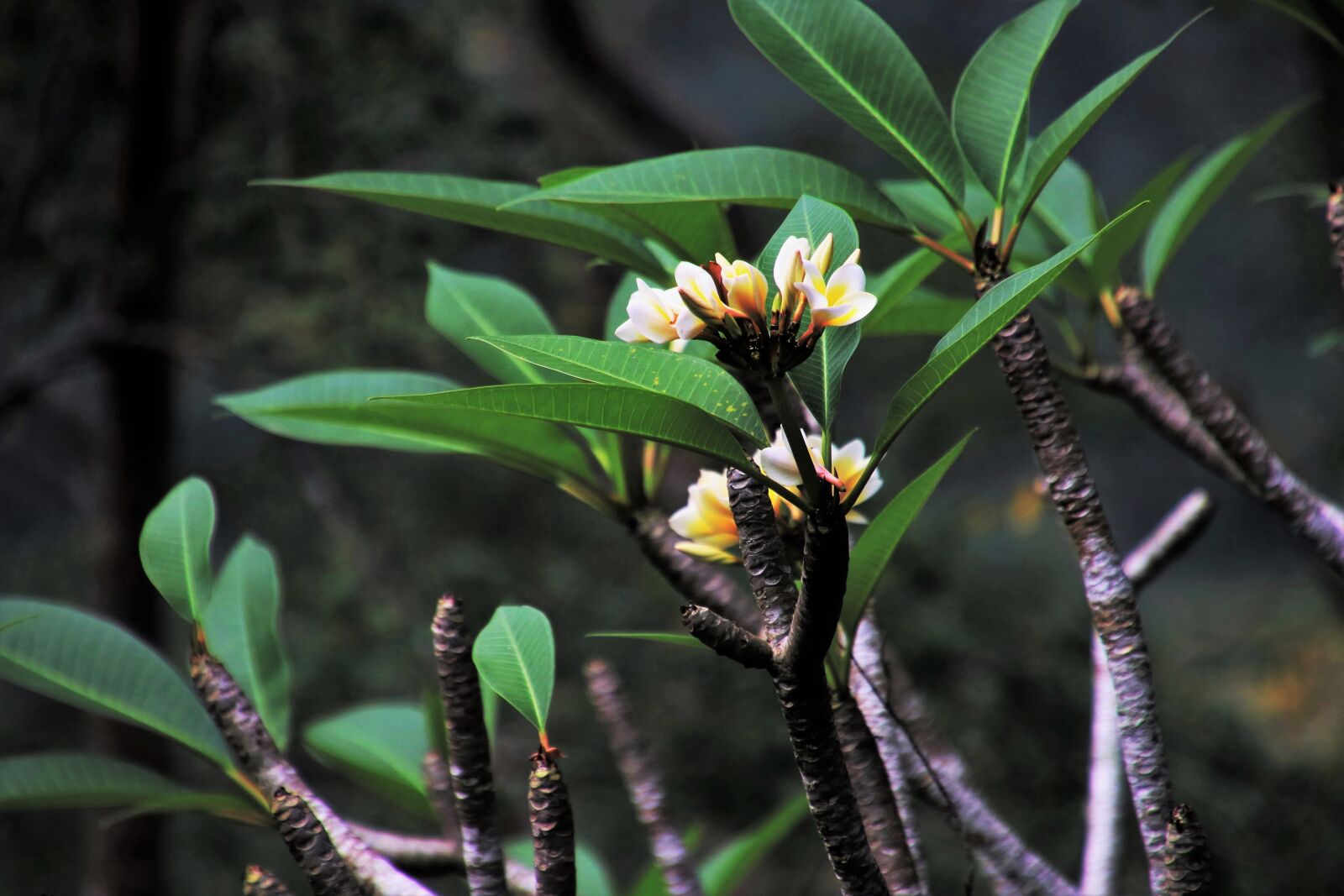 Canon EOS 80D sample photo. Tropical, frangipani, nature photography
