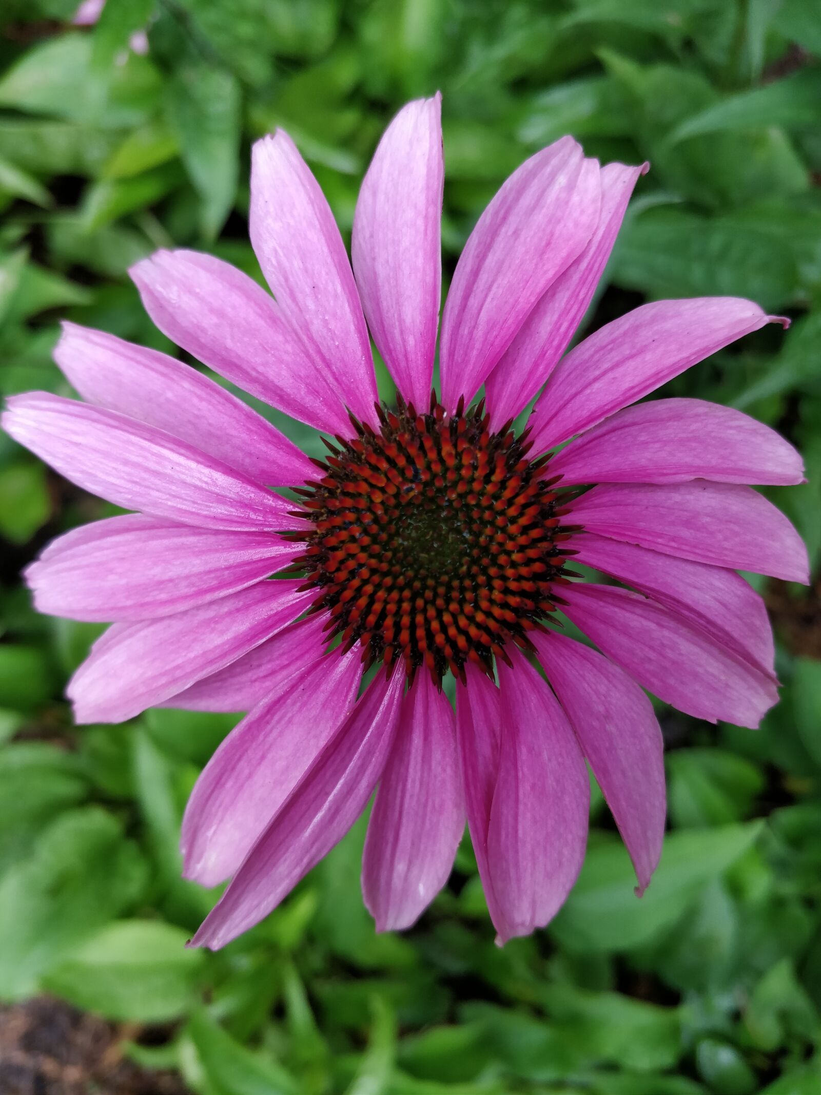 OnePlus 5 sample photo. Flower, pink, flora photography