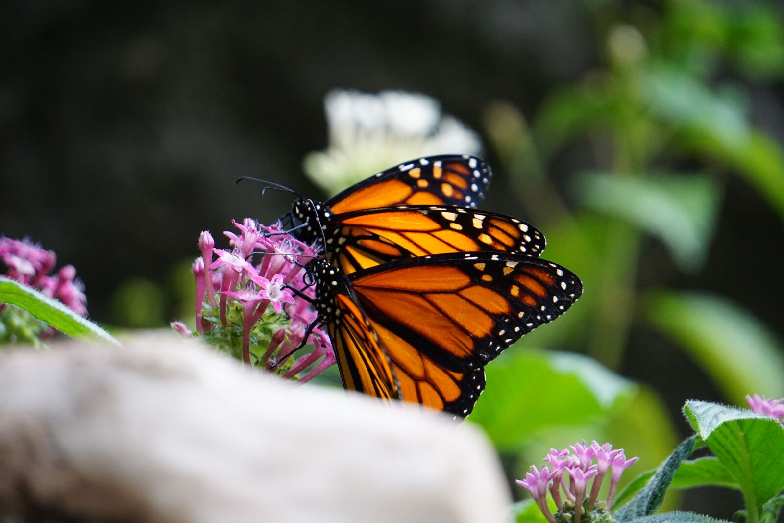 Sony a5100 sample photo. Monarch butterfly, animals, zoo photography