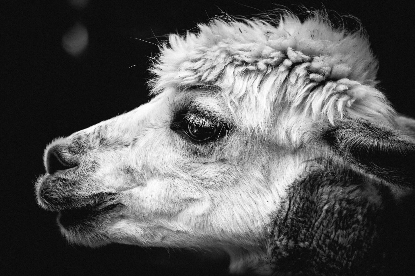 Nikon D3200 sample photo. Alpaca, pako, animal photography