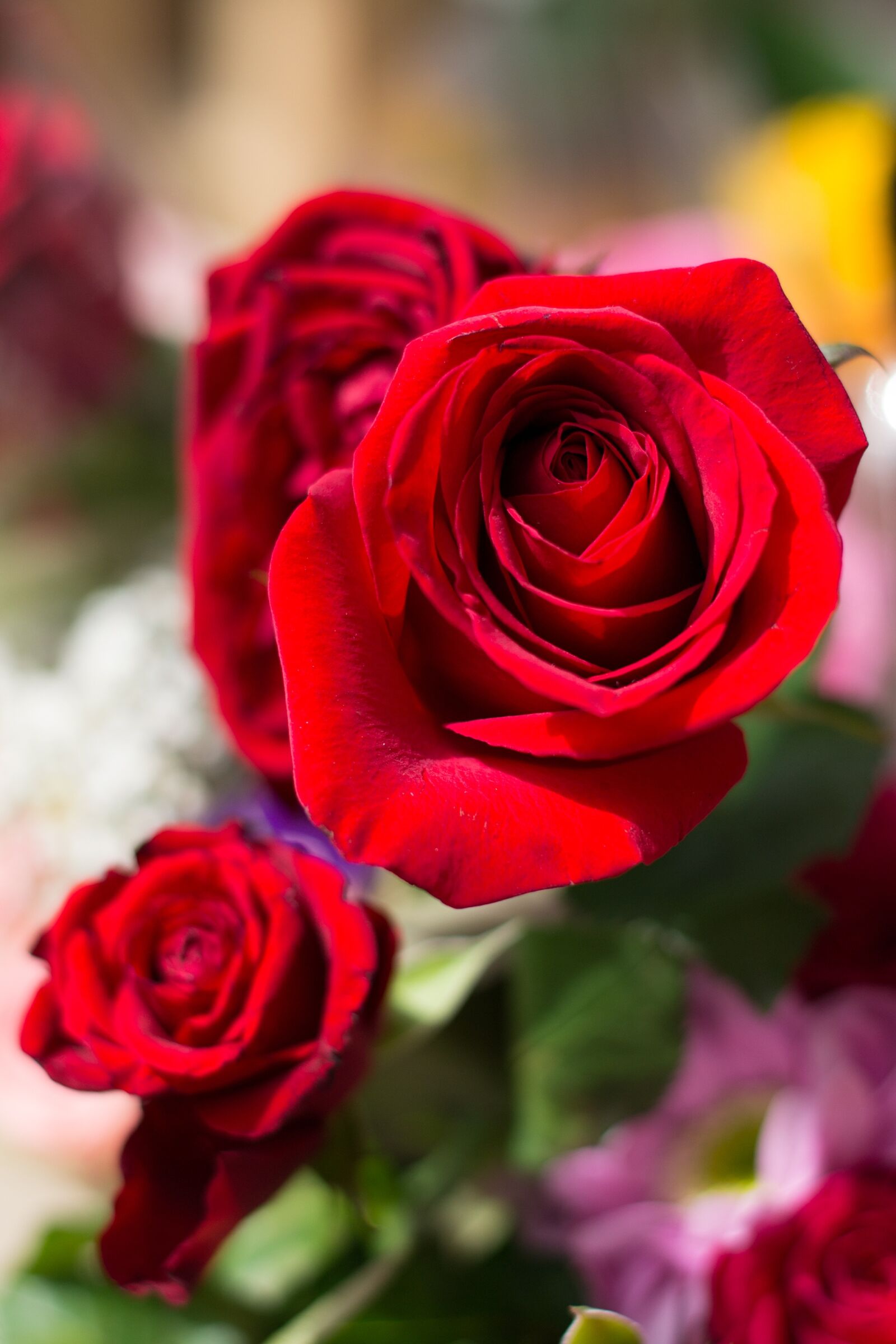 Nikon D3100 sample photo. Red rose, ro, flower photography