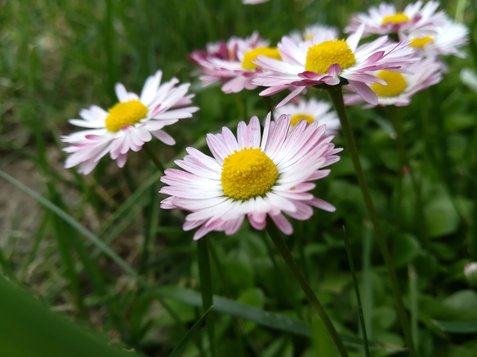 HUAWEI P10 lite sample photo. Flowers, daisy, nature photography