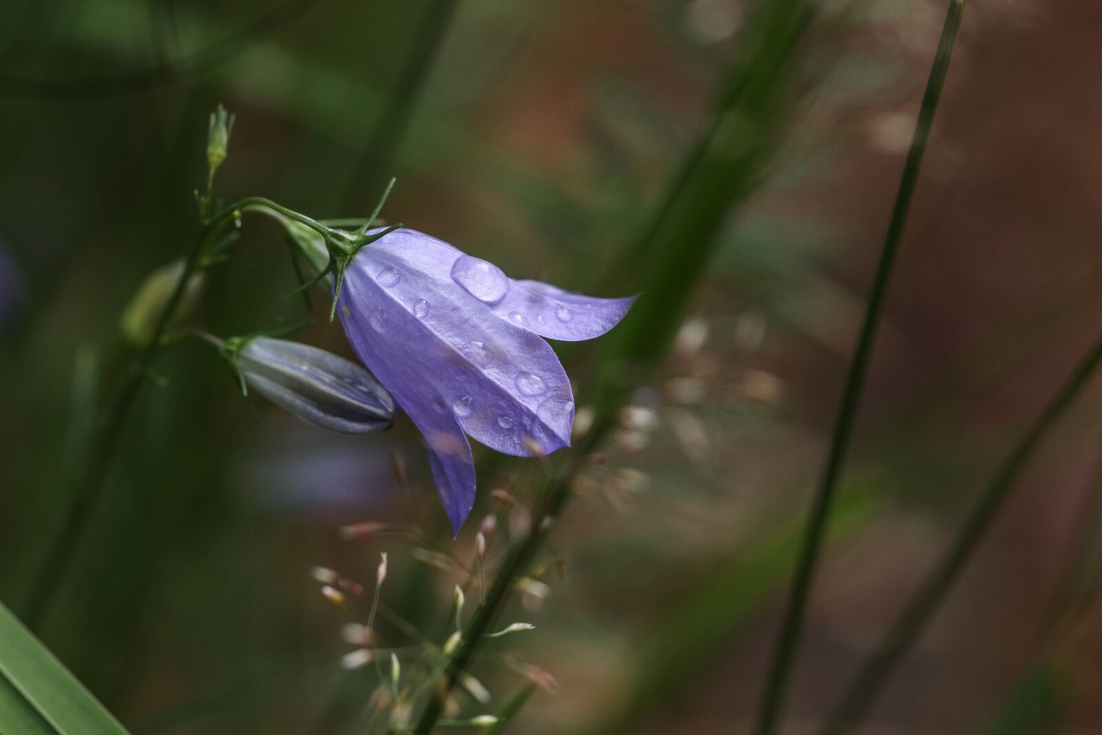 Canon EOS 7D Mark II sample photo. Wild flower, flower, raindrop photography