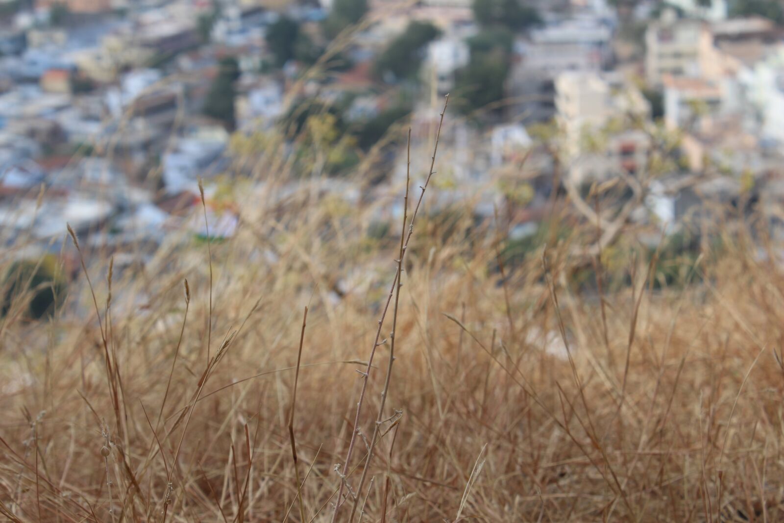 Canon EOS 700D (EOS Rebel T5i / EOS Kiss X7i) sample photo. Grass photography