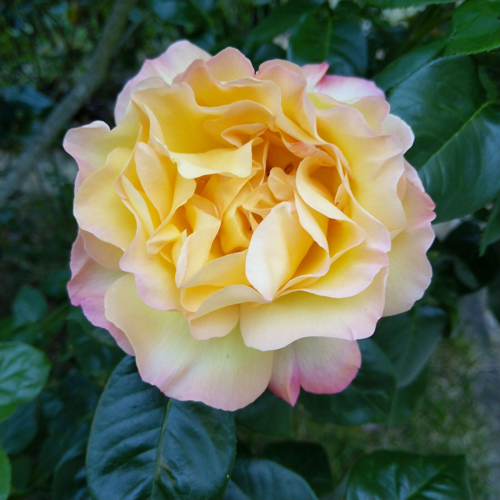 HMD Global Nokia 8 Sirocco sample photo. Rosebush, flower, hatching photography