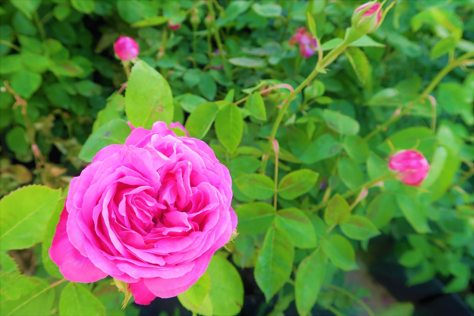 Canon PowerShot G7 X sample photo. Rose, spring, pink photography