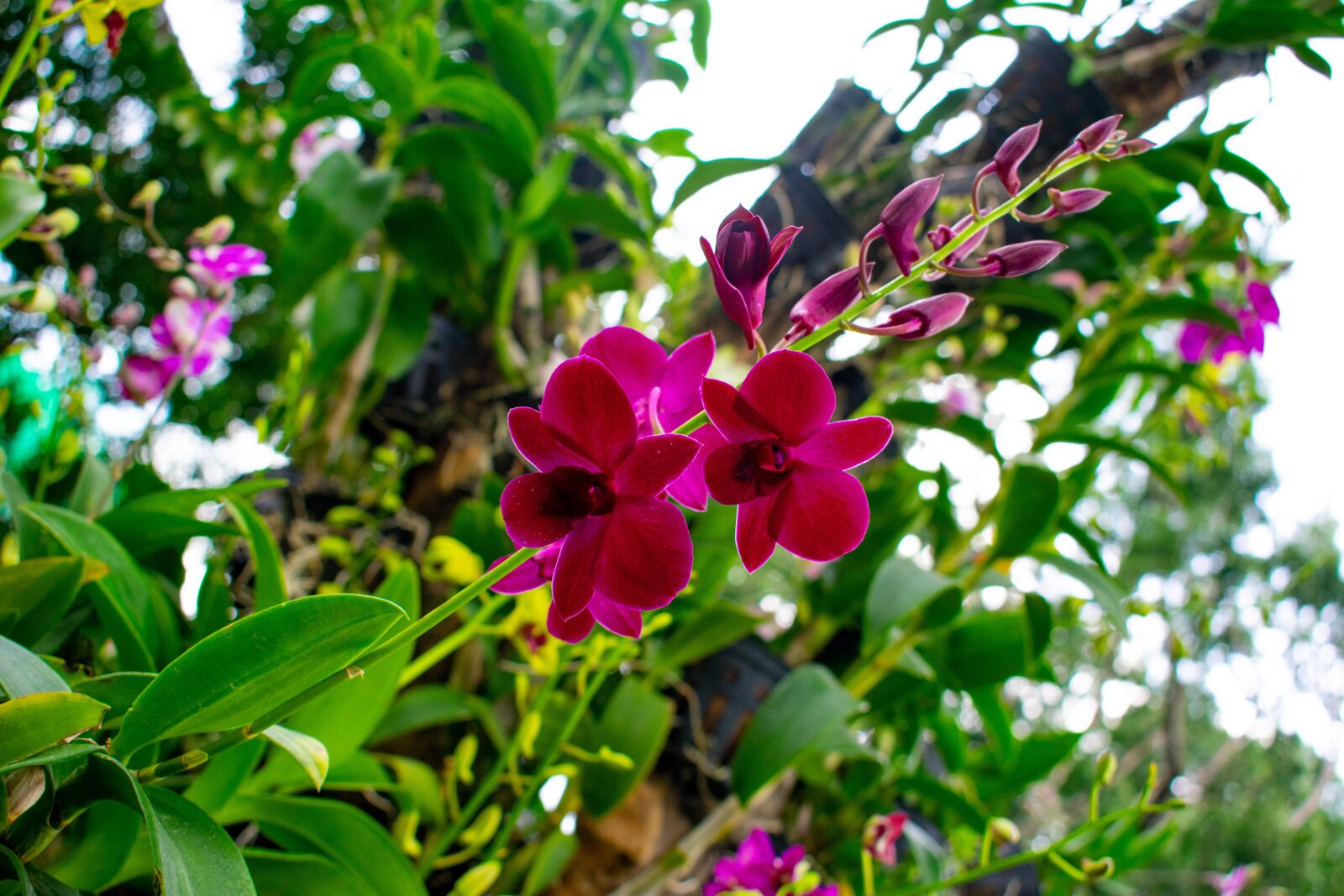 Nikon D3400 sample photo. Flowers, nature, green photography