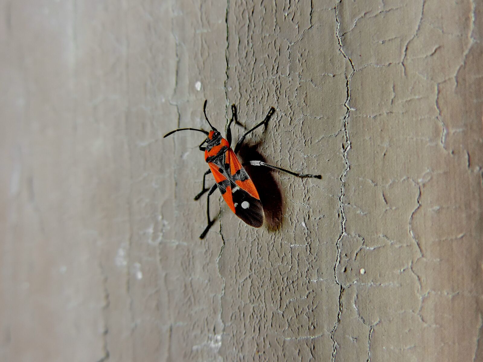 Nikon Coolpix P520 sample photo. Arthropod, beetle, insect, invertebrate photography