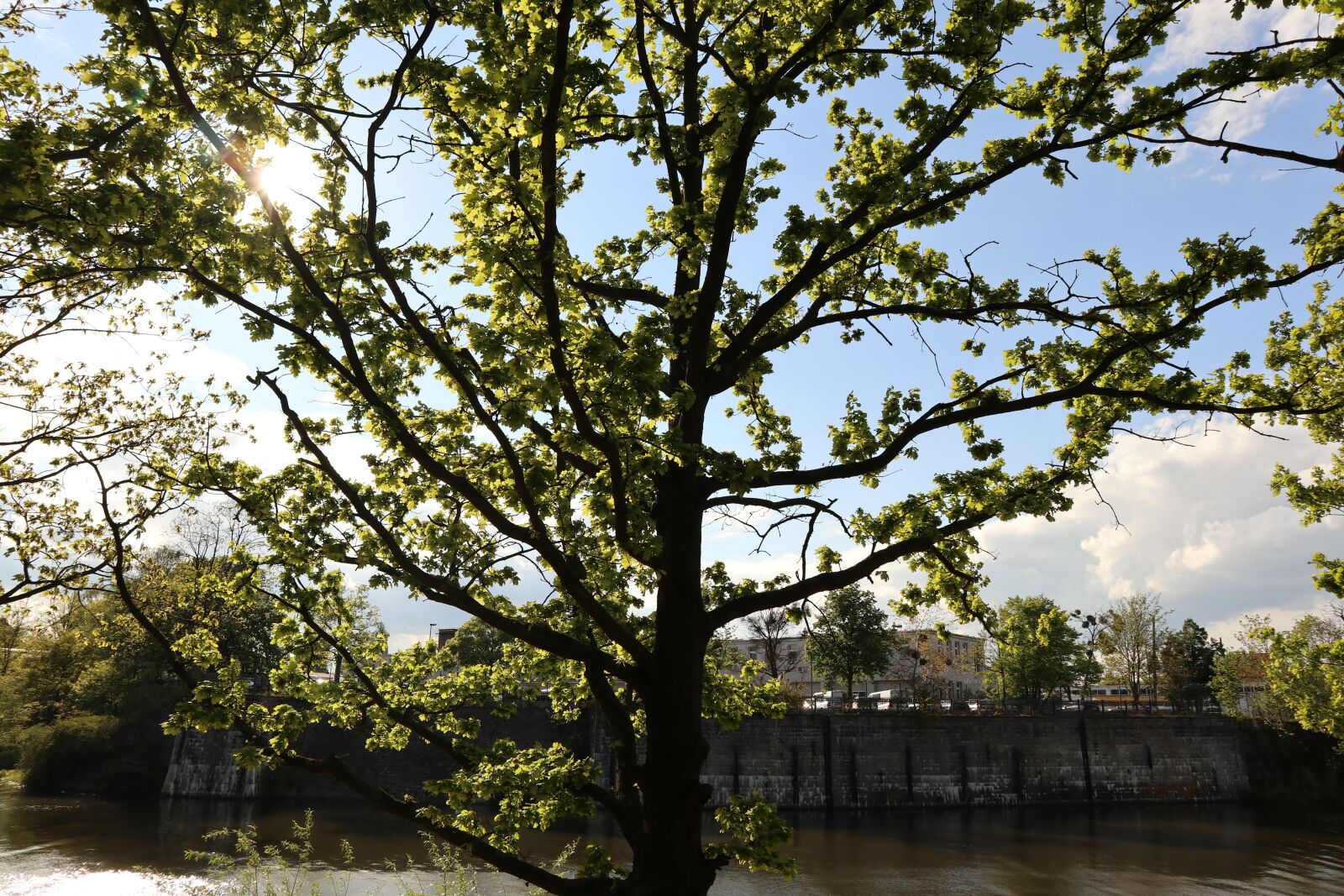 Canon EOS M100 sample photo. Tree, light, spring photography