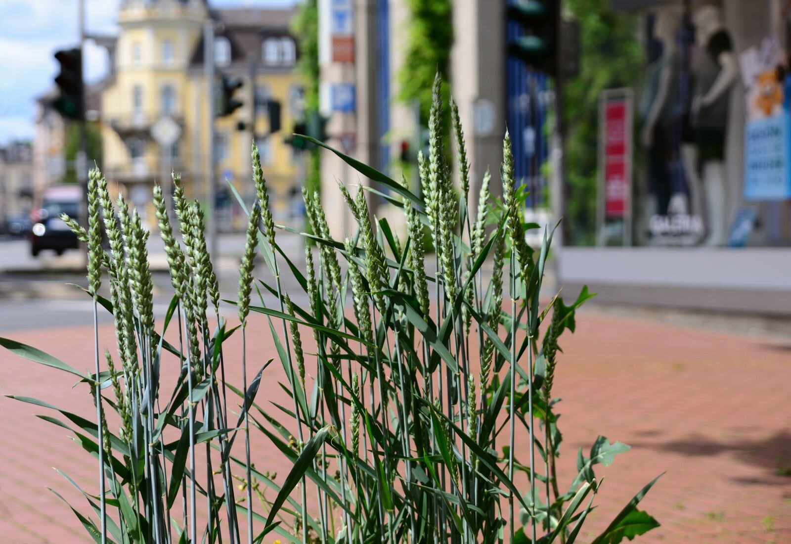 Nikon D610 sample photo. Cereals, pedestrian zone, city photography