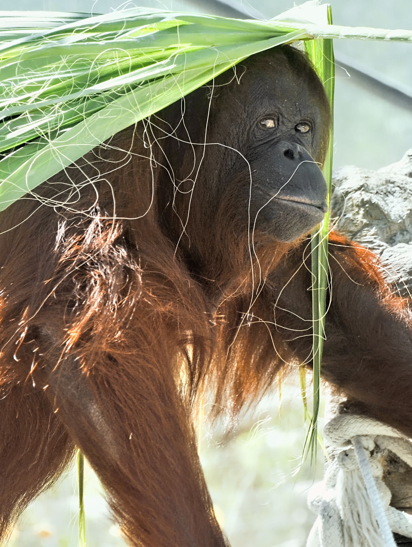 Nikon D300 sample photo. Orangutan, ape, primate photography