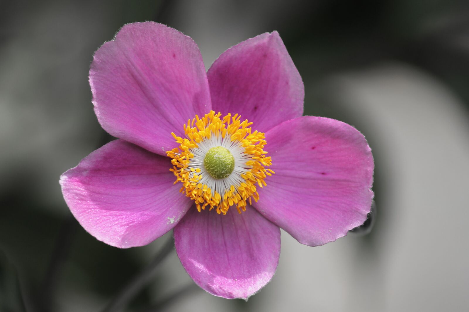 Canon EOS 1100D (EOS Rebel T3 / EOS Kiss X50) sample photo. Fall anemone, anemone hupehensis photography