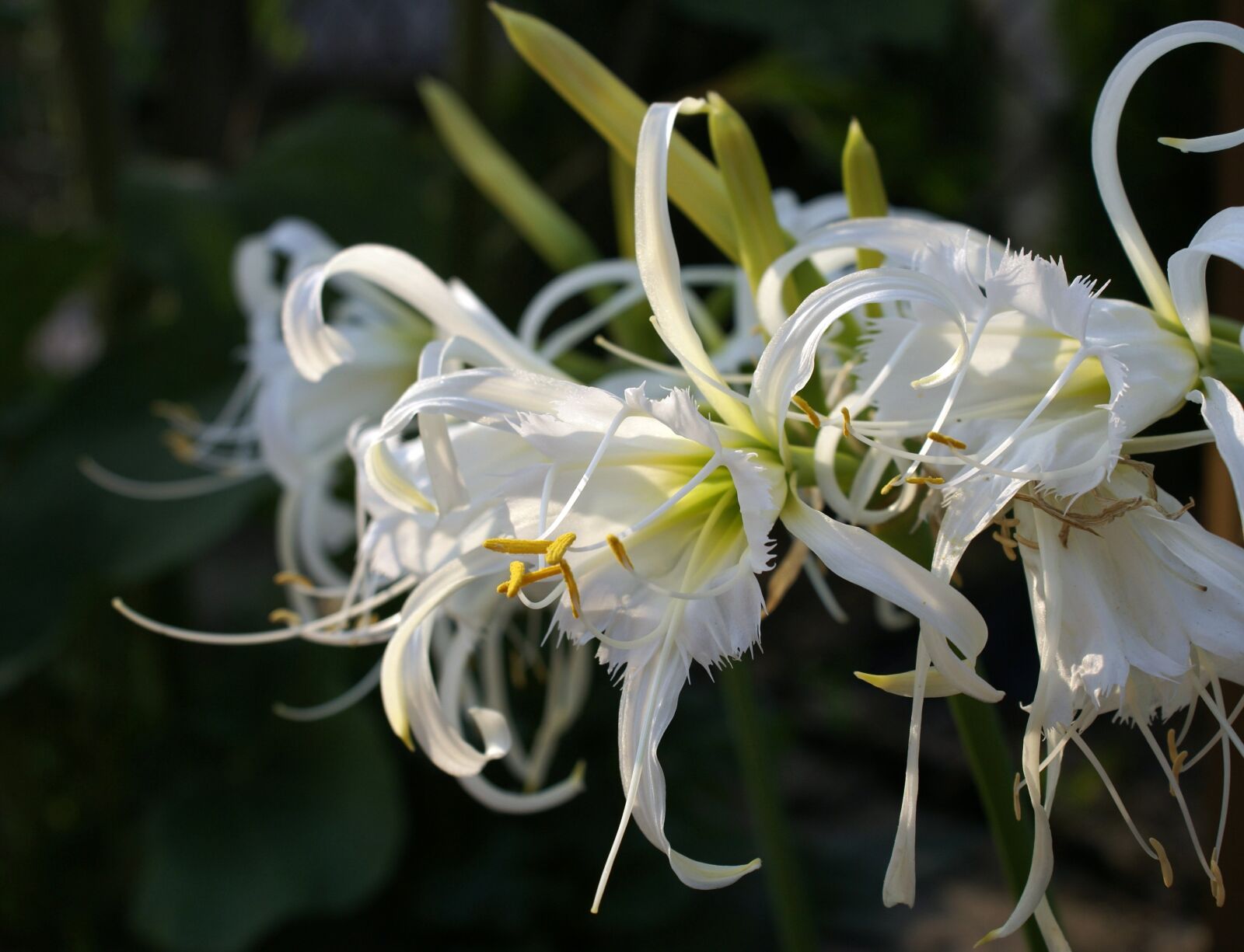 Sony Alpha DSLR-A100 sample photo. Błonczatka, hymenocallis, white photography
