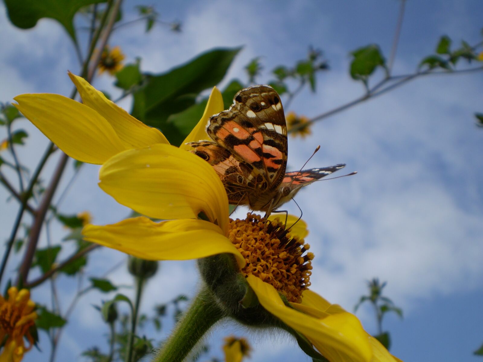 Olympus FE210,X775 sample photo. Butterfly, sucking, yellow flower photography