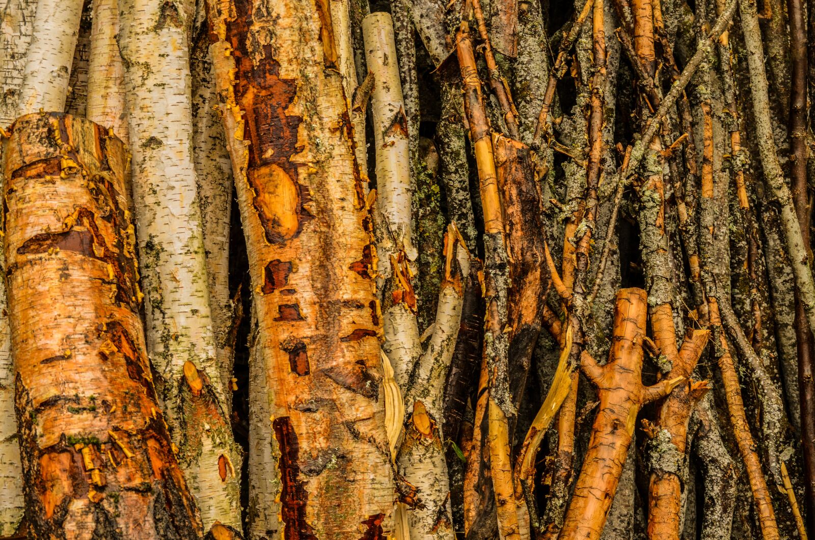 Nikon D5100 sample photo. Wood, talar, lena photography