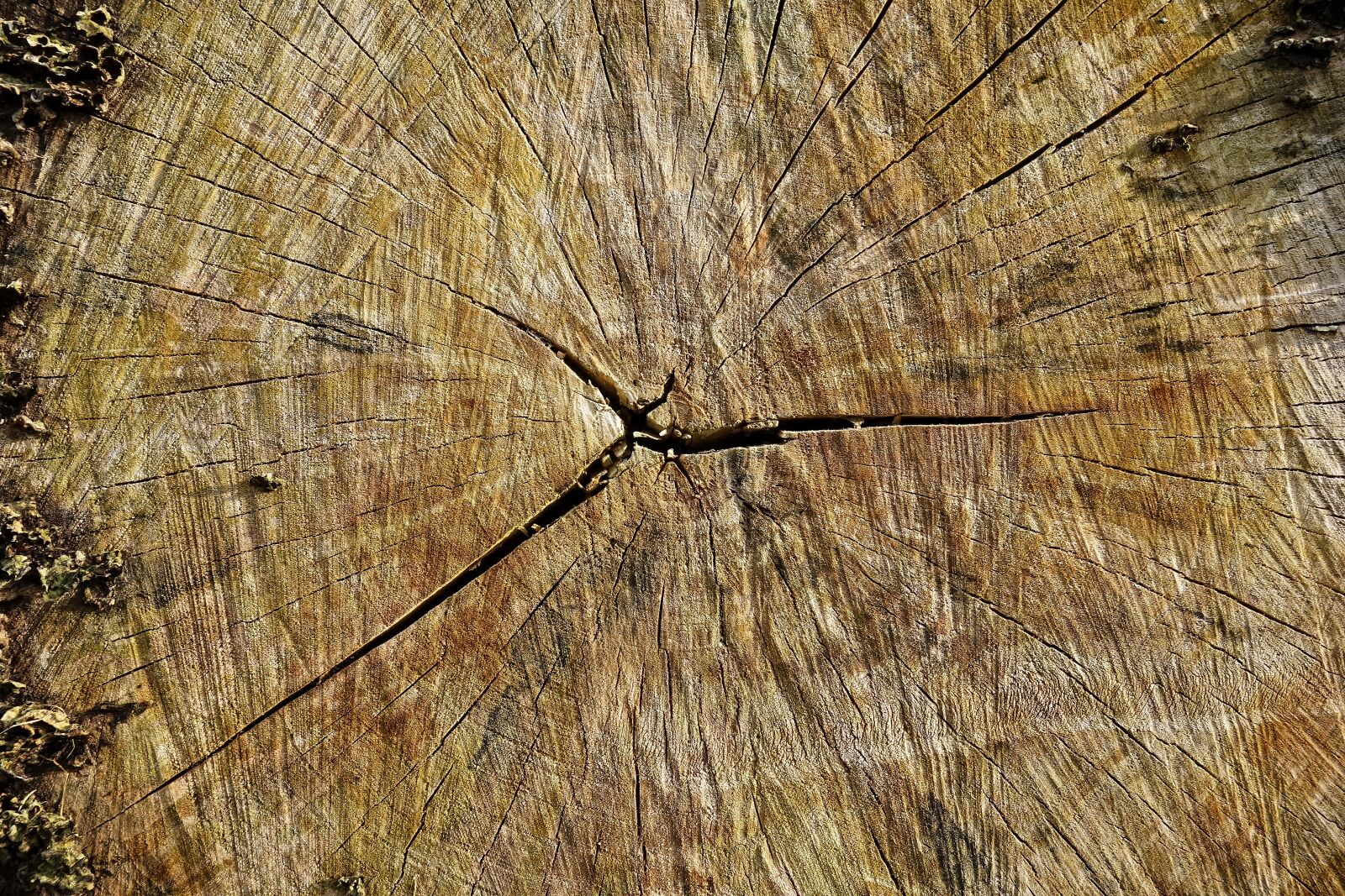 Sony Cyber-shot DSC-RX100 sample photo. Log, wood, cross section photography