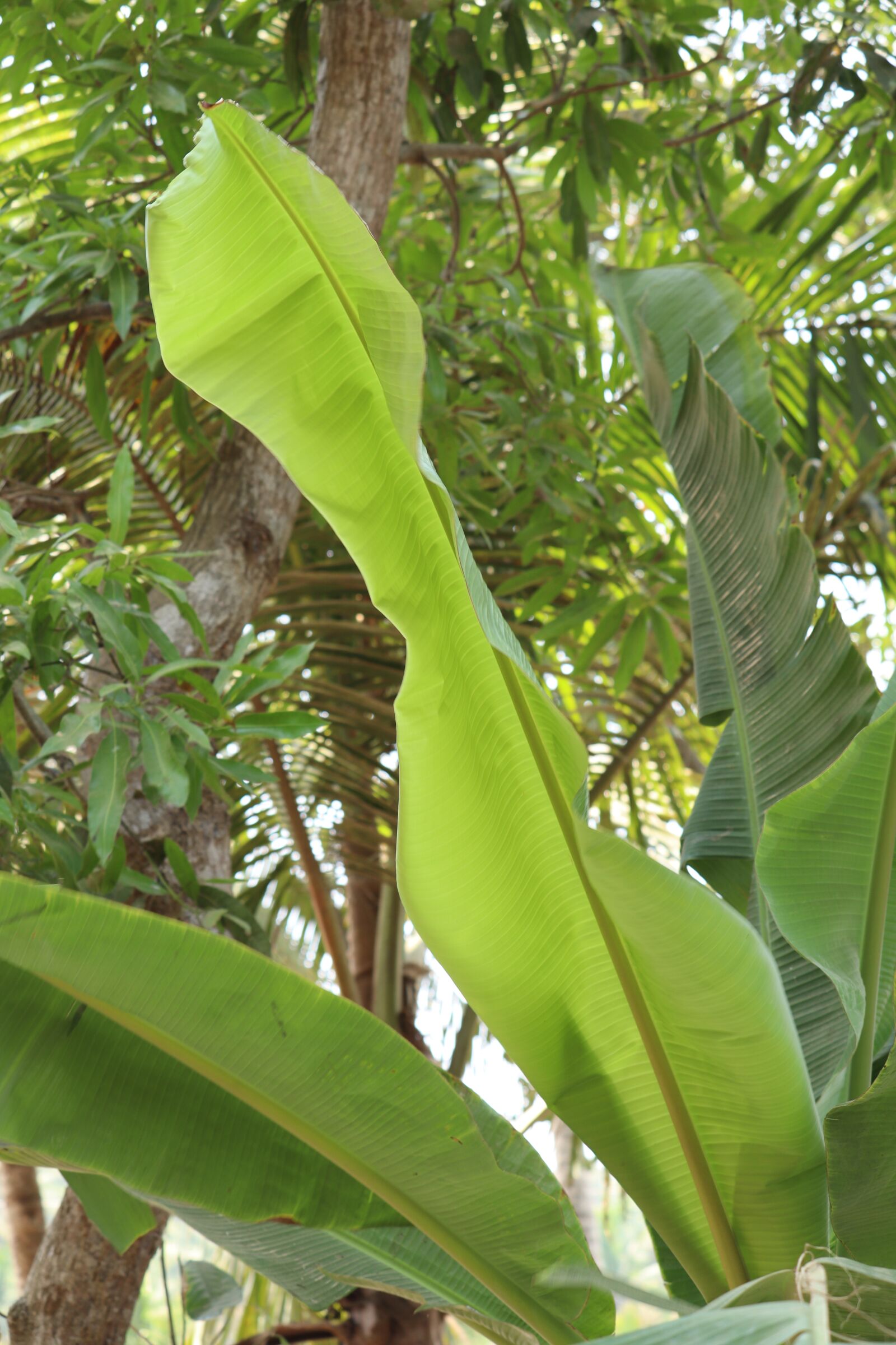 Canon EOS 250D (EOS Rebel SL3 / EOS Kiss X10 / EOS 200D II) sample photo. Kerala, green, leaf photography