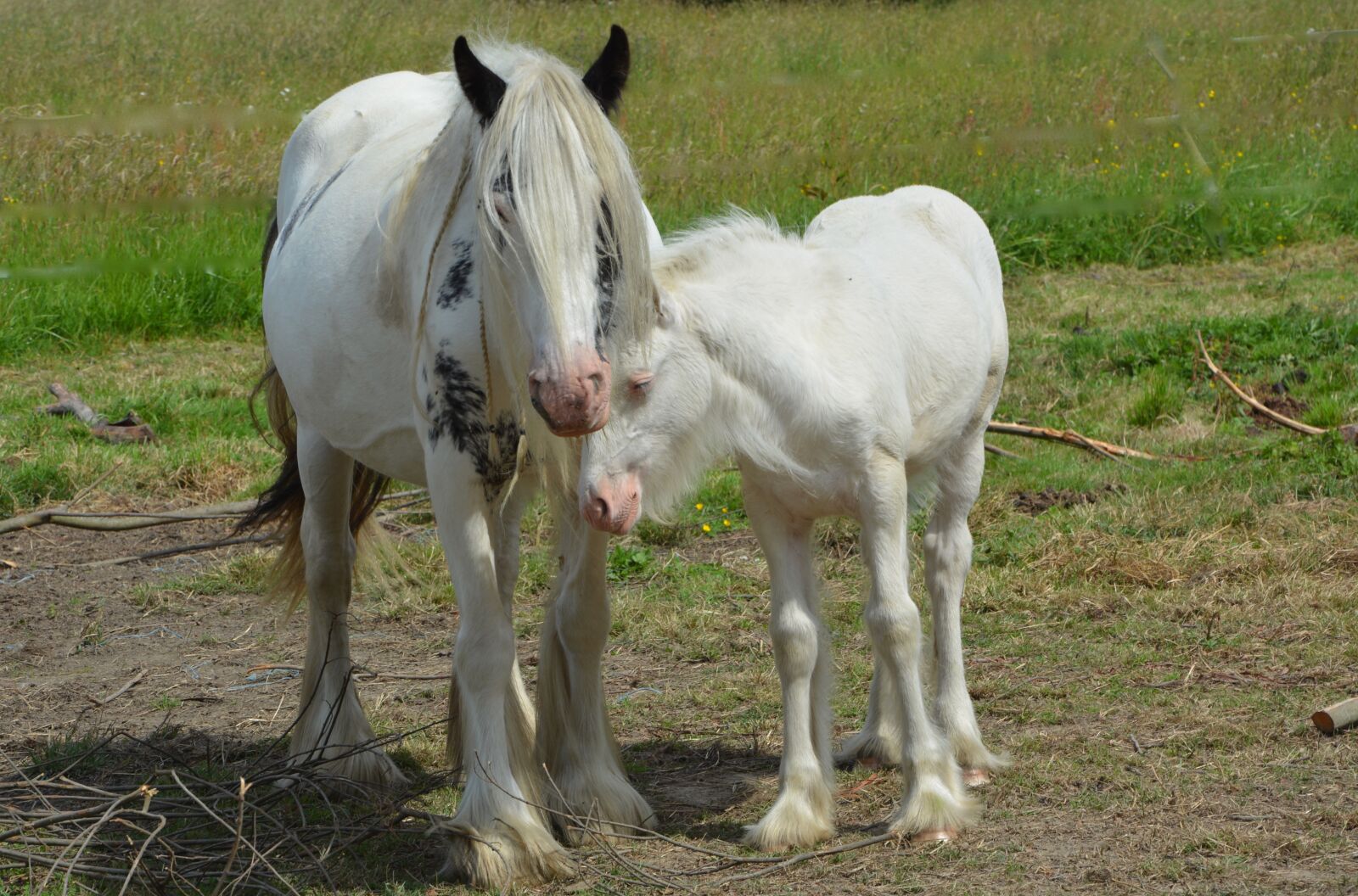 Nikon D5200 sample photo. Mare, foal, equines photography