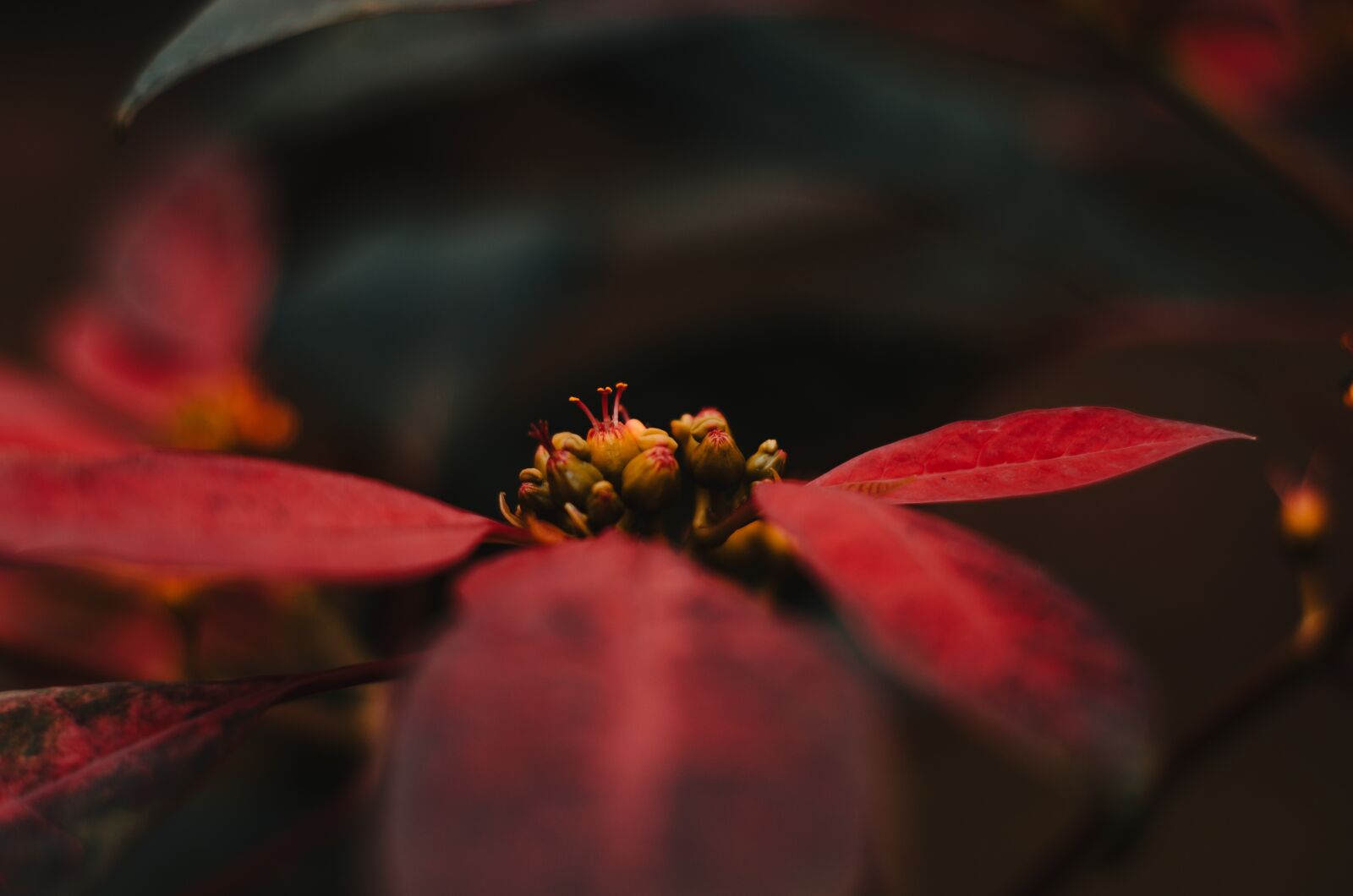 Nikon D5100 sample photo. Planta, semilla, nature photography