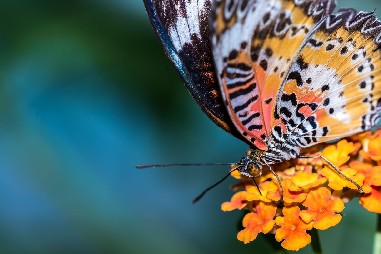 Nikon D600 sample photo. Butterfly, insect, nature photography