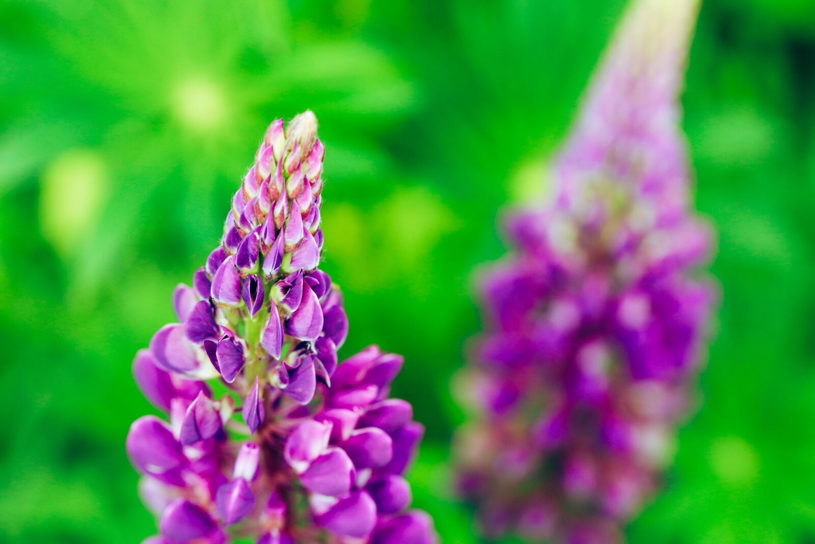 Canon EOS R sample photo. Lupins, flower, summer photography