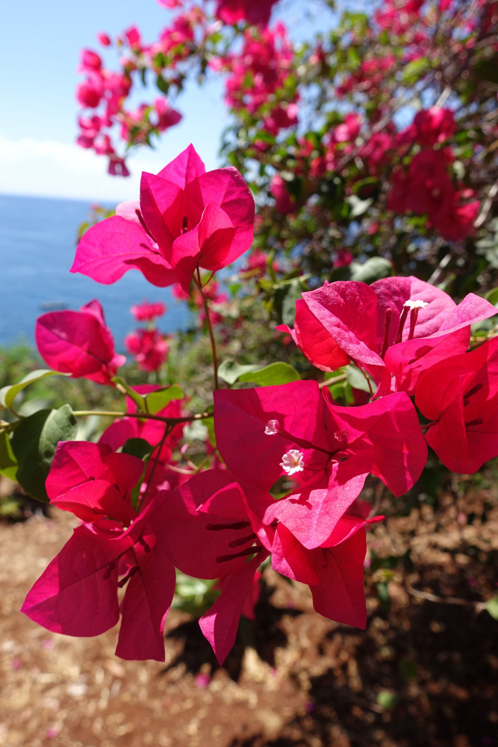 Sony Cyber-shot DSC-RX100 III sample photo. Flower, madeira, portugal photography