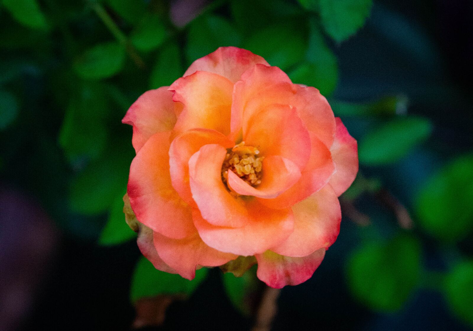 Nikon D3100 sample photo. Flower, rose, bloom photography