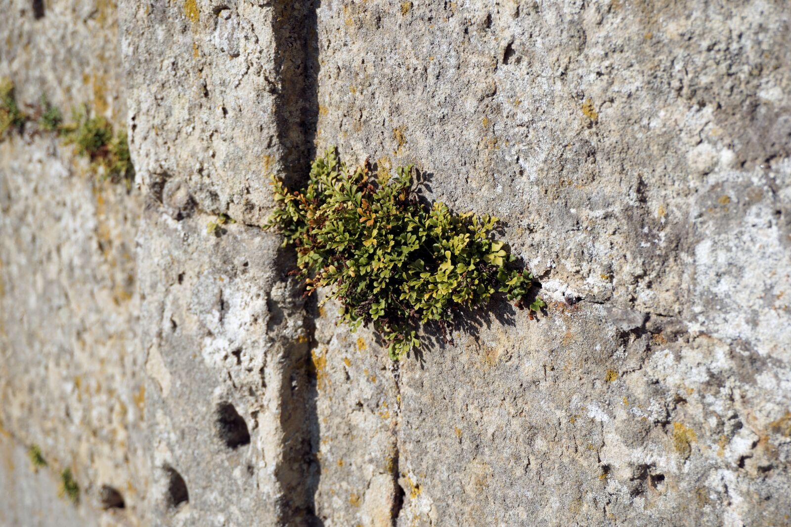 Sony a6000 sample photo. Wall, plant, stones photography
