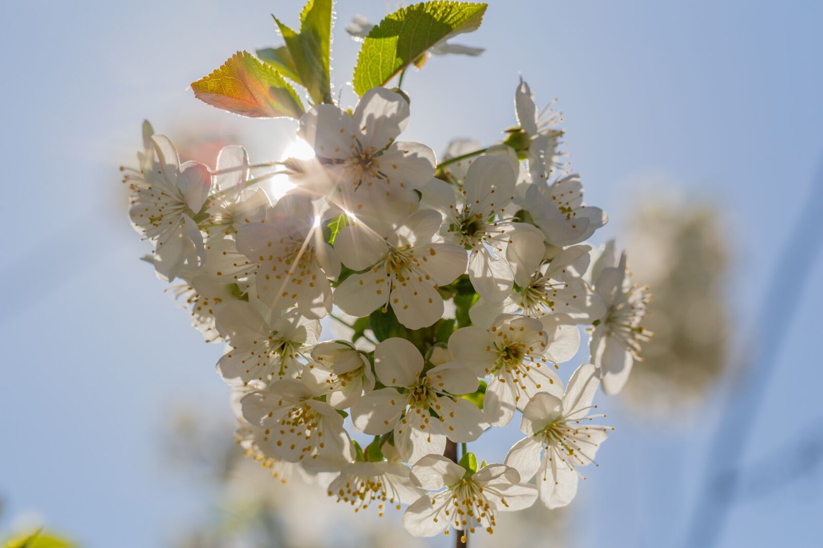 Canon EF 100mm F2.8L Macro IS USM sample photo. Bleed, sun, spring photography