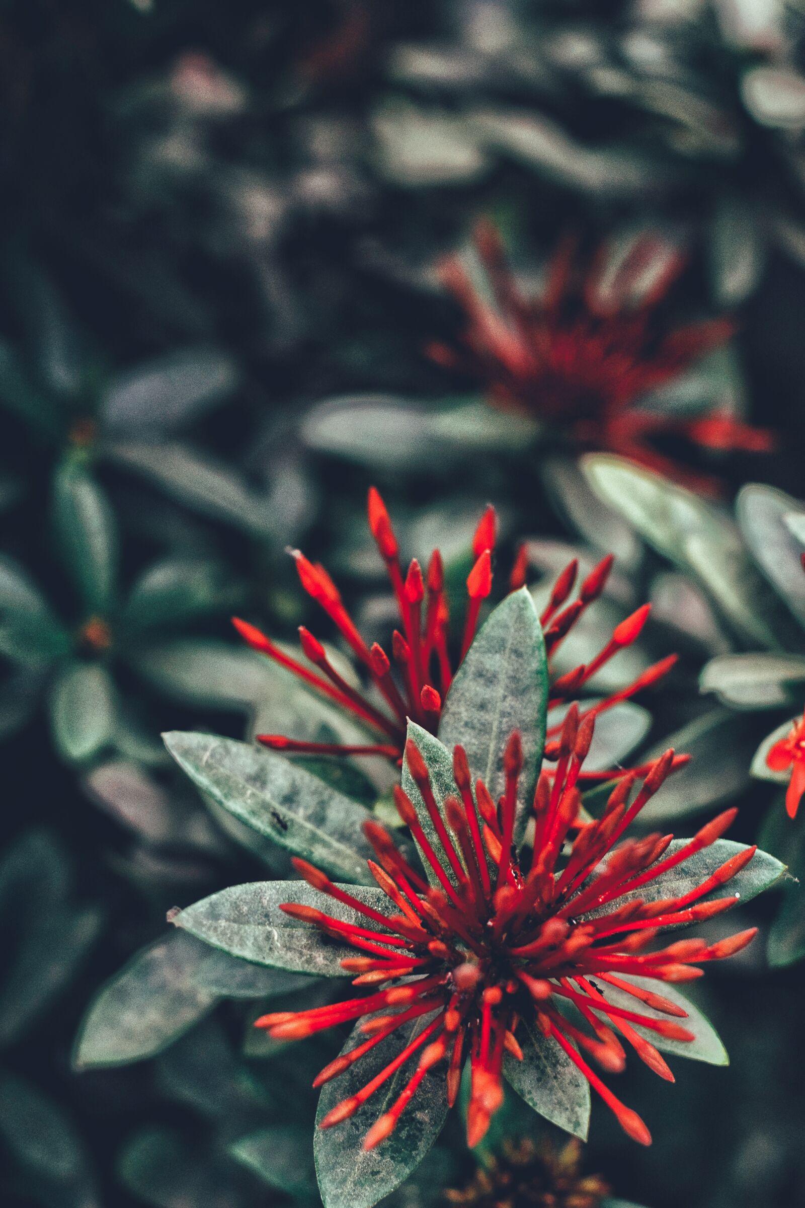 Nikon D3300 sample photo. Flower, flora, nature photography