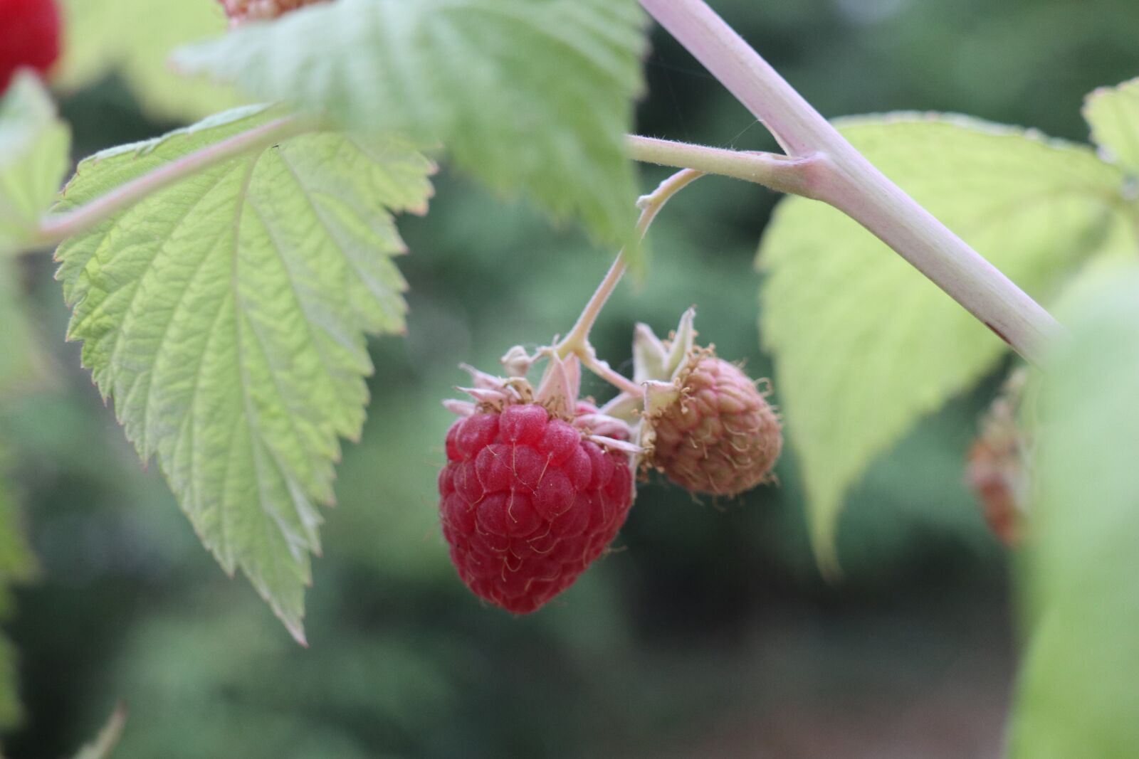 Canon EOS M6 sample photo. Summer, garden, maturation photography