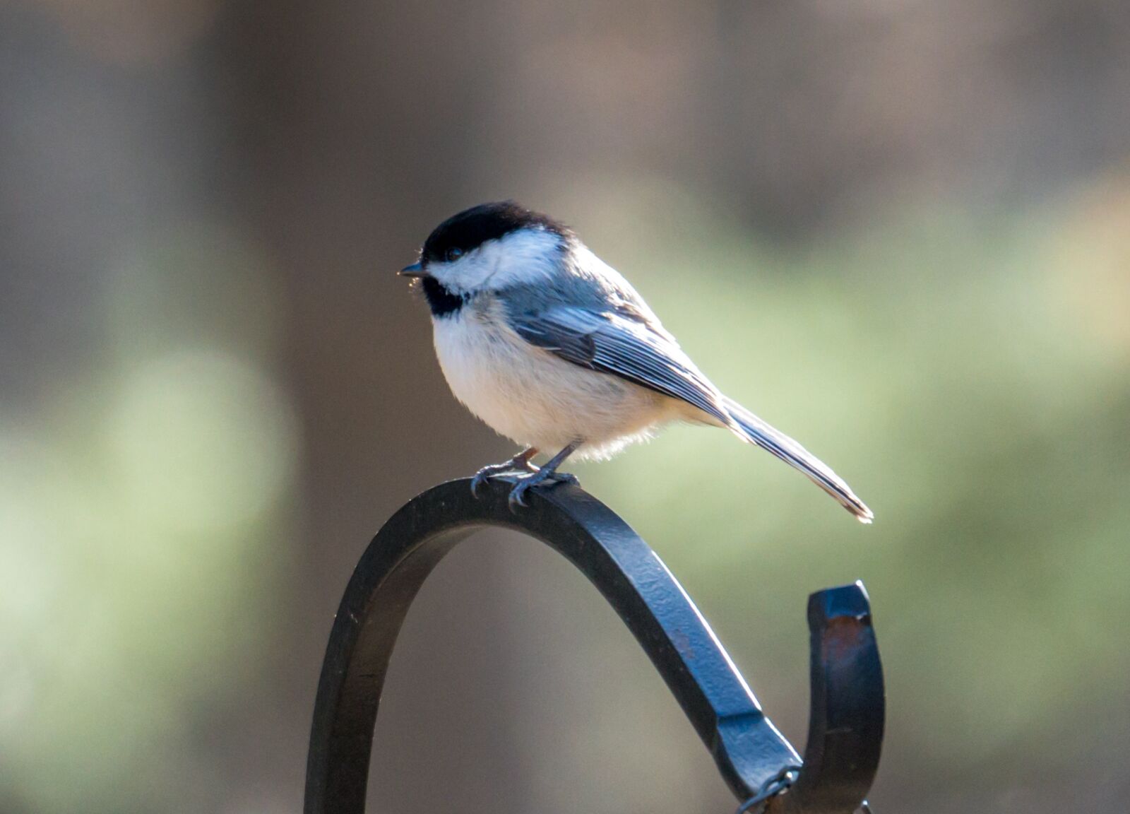 Sony FE 70-300mm F4.5-5.6 G OSS sample photo. Chickadee, bird, bird on photography