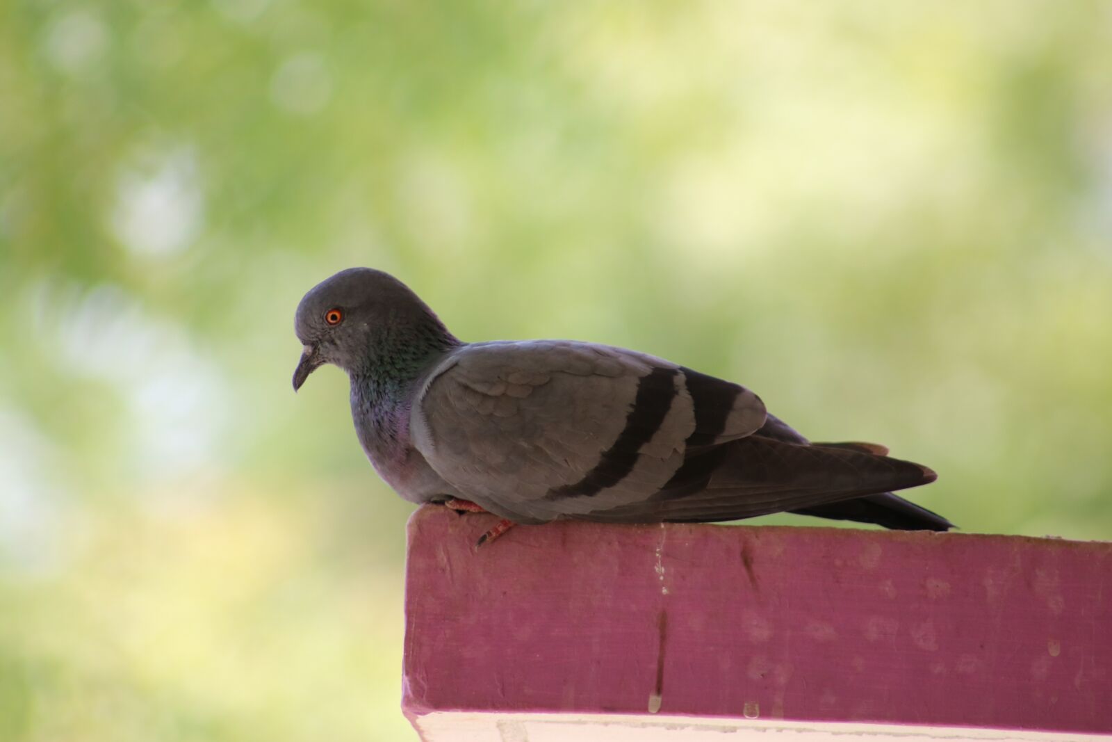 Canon EOS 750D (EOS Rebel T6i / EOS Kiss X8i) sample photo. Dove, pigeon, feathers photography