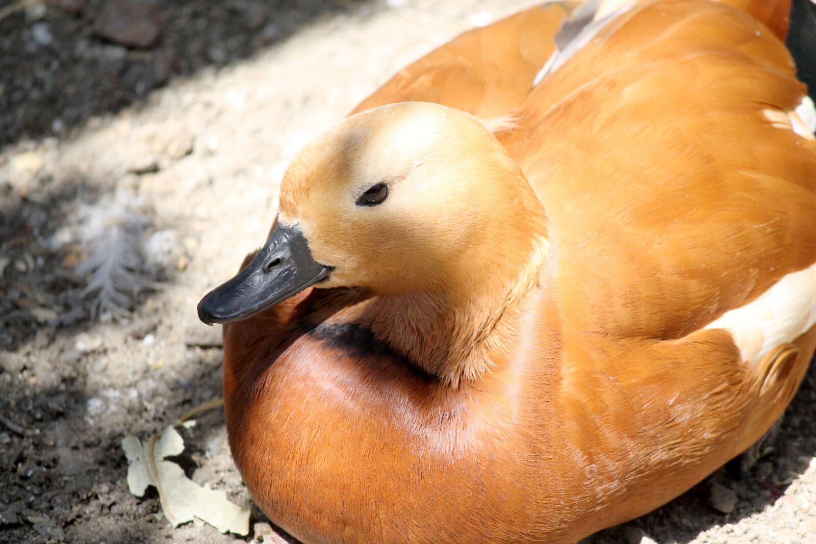 Canon EF-S 55-250mm F4-5.6 IS II sample photo. Duck, ave, animal photography
