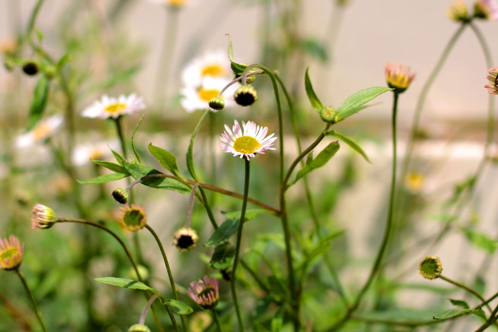 Canon EOS 600D (Rebel EOS T3i / EOS Kiss X5) + Canon EF 50mm F1.8 STM sample photo. Erigeron karvinskianus, muurfijnstraal, mexican photography