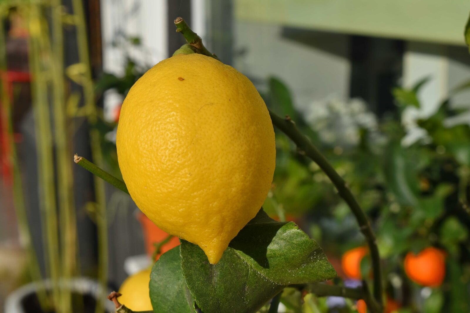 Nikon D5500 sample photo. Ripe fruit, tropical, fruit photography