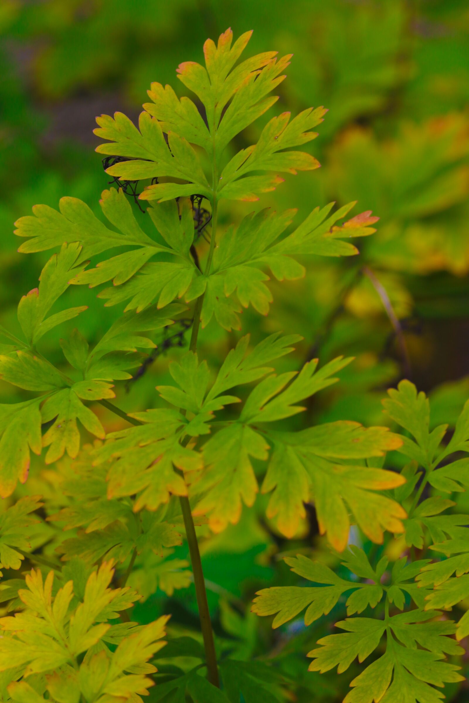 Canon EOS 7D Mark II sample photo. Autumn leaves, leaves, nature photography
